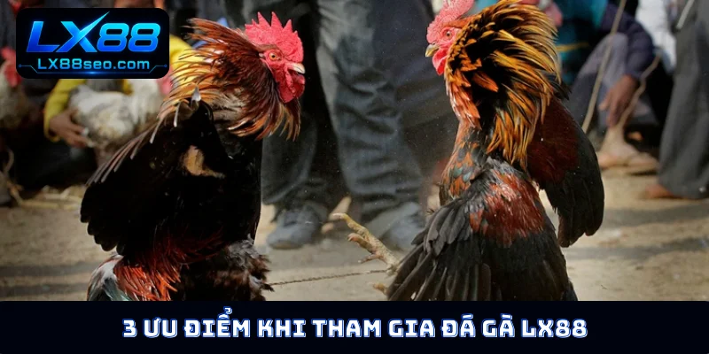 3 ưu điểm khi tham gia đá gà LX88